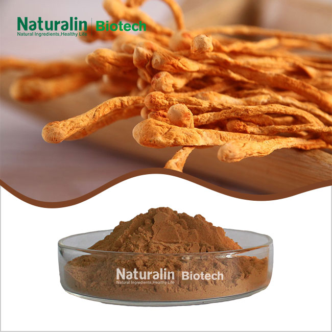 Cordyceps Mushroom Extract Powder Cordyceps Mushroom Extract Powder